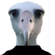 avatar van Albatros