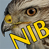 avatar van Niborius