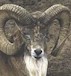 avatar van Henk Mouflon