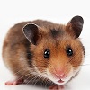 avatar van The Hamster