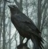 avatar van Raging Raven