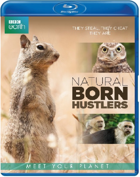 BBC Earth - Natural Born Hustlers (Blu-ray), Dutch Filmworks