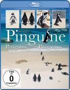 Various - Pinguine